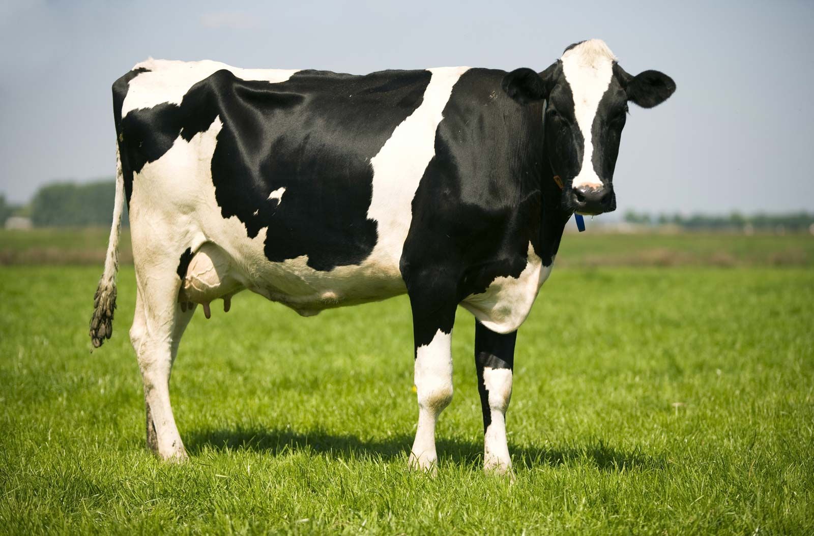 Cow Package